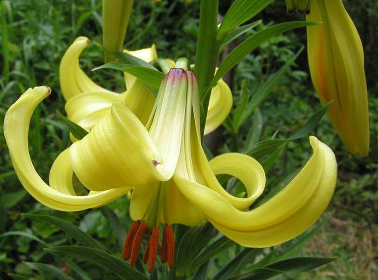 Диван lilium 2 угловой