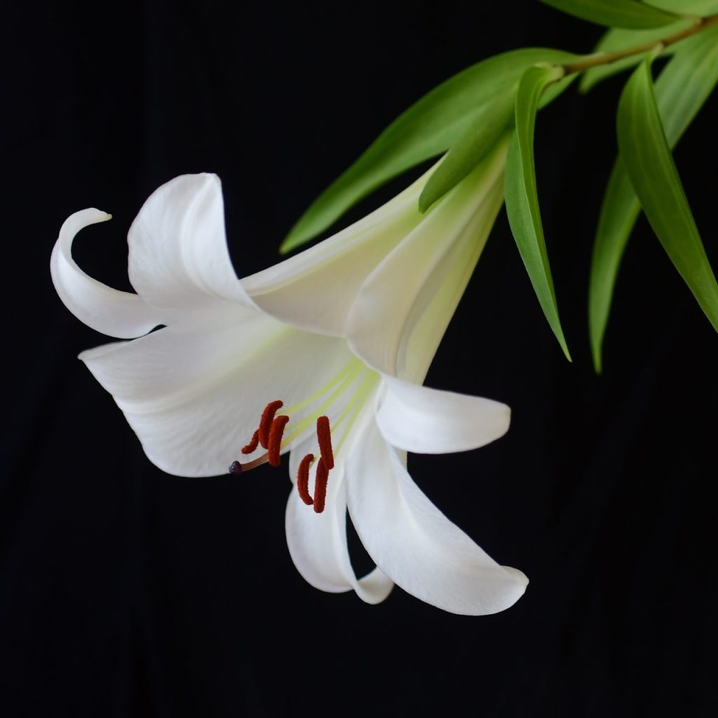 Genus Lilium Division IX – Lilium Division IX