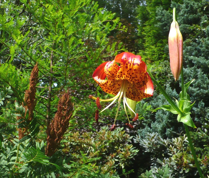 Lilium pardalinum var. pardalinum – Lilium Division IX